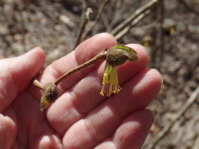 Dirca palustris, photographed by Lynn Harper