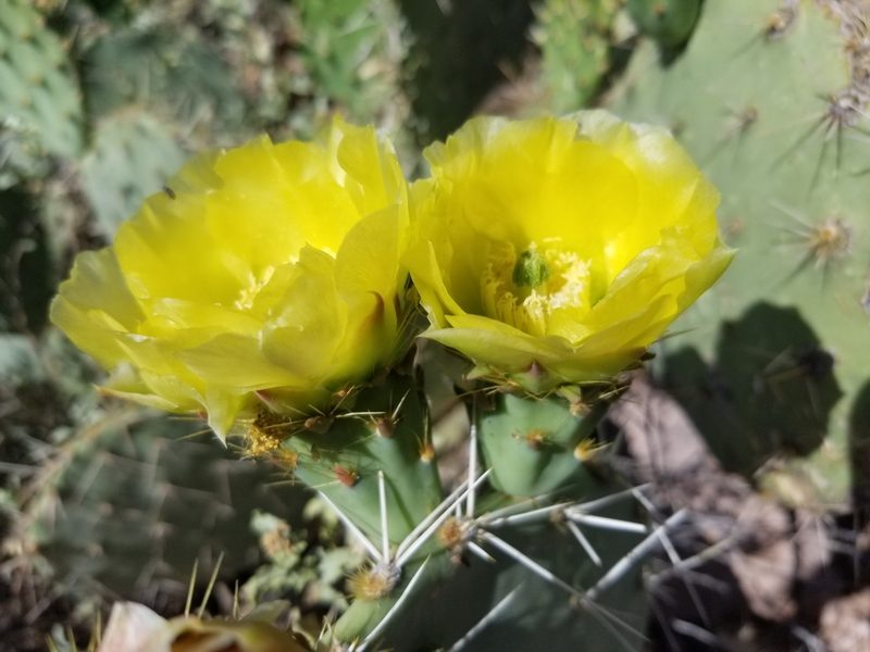 Opuntia engelmannii, photographed by Grant Mullen