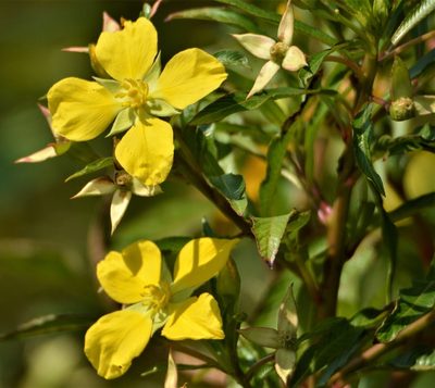 Ludwigia elegans, photographed by Andrea Gantzer