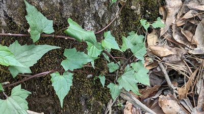Mikania scandens, photographed by Joseph Aubert