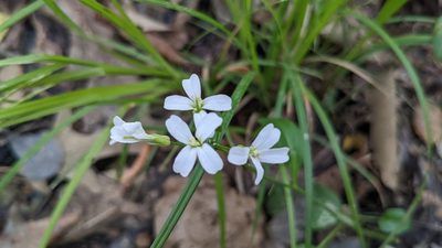 Cardamine bulbosa, photographed by Joseph Aubert