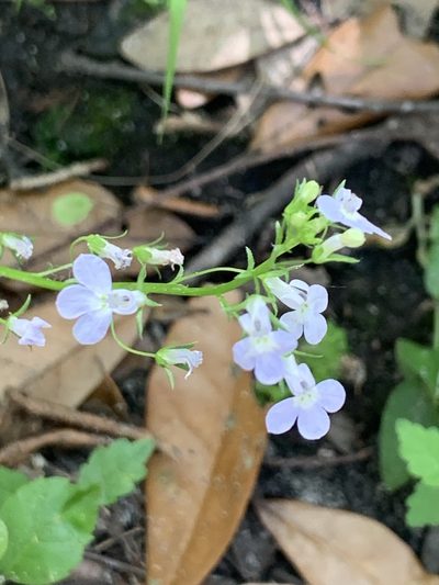 Lobelia homophylla, photographed by Claire Herzog