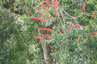 Norantea guianensis, photographed by Morten Ross