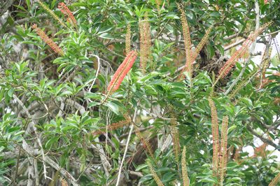 Norantea guianensis, photographed by Morten Ross