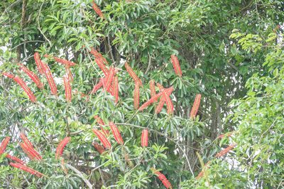Norantea guianensis, photographed by Morten Ross