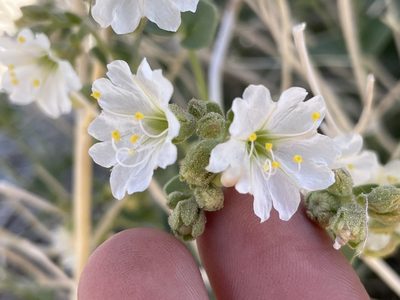 Mirabilis laevis, photographed by Bobby McCabe