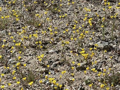 Leptosiphon chrysanthus, photographed by Leah Gardner