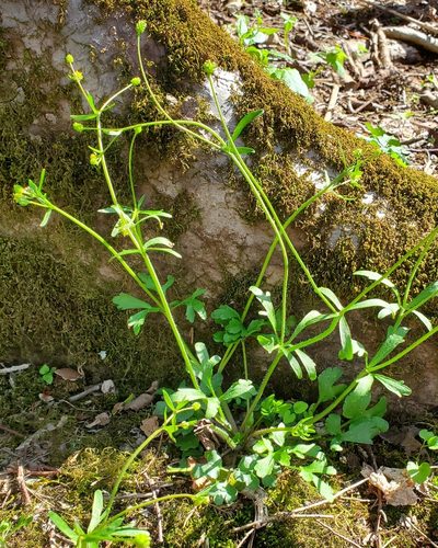 Ranunculus micranthus, photographed by Terri Koontz