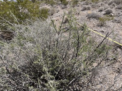 Lycium cooperi, photographed by Bobby McCabe