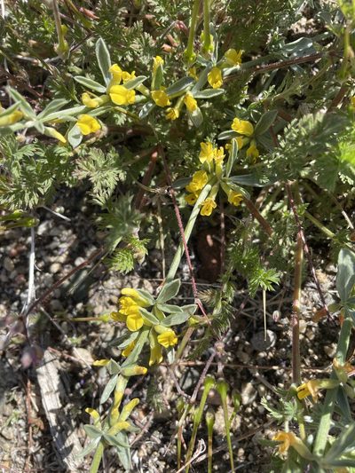 Acmispon procumbens, photographed by Leah Gardner