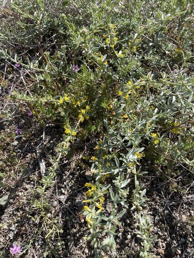 Acmispon procumbens, photographed by Leah Gardner