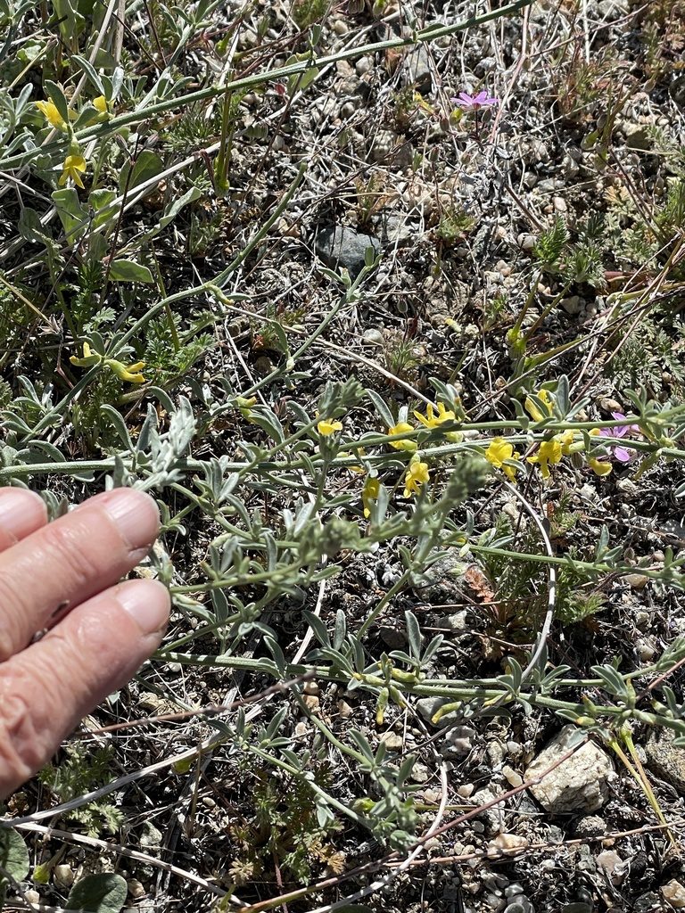 Acmispon procumbens, photographed by Leah Gardner