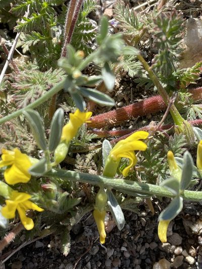 Acmispon procumbens, photographed by Leah Gardner