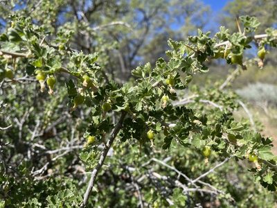Ribes quercetorum, photographed by Leah Gardner