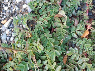 Acaena magellanica, photographed by Pablo