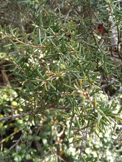 Tsuga caroliniana, photographed by Scott Ward