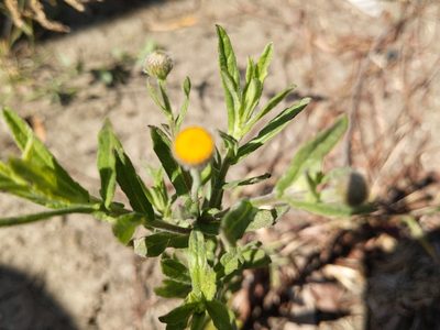 Pulicaria arabica, photographed by Vasily Reinkymov