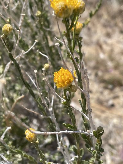 Acamptopappus sphaerocephalus, photographed by Leah Gardner