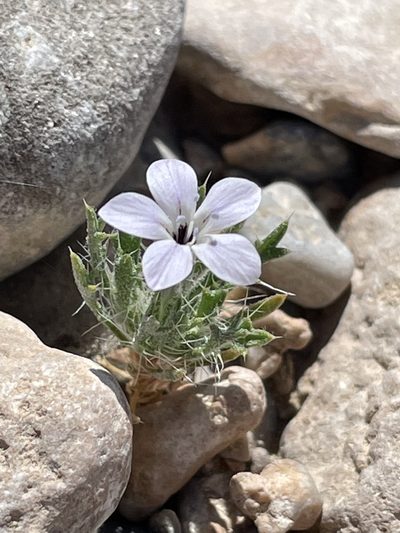 Langloisia setosissima, photographed by Bobby McCabe