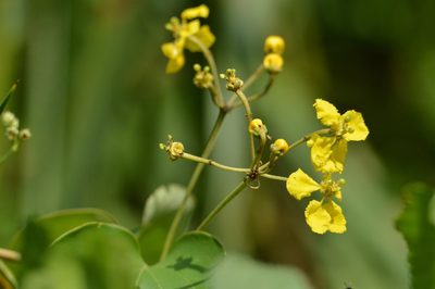 Stigmaphyllon bonariense, photographed by Andrea Gantzer