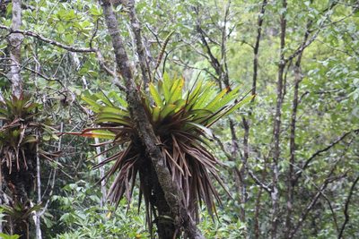 Werauhia gladioliflora, photographed by GERMAN LEONEL SARMIENTO CRUZ