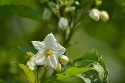 Solanum bonariense, photographed by Andrea Gantzer