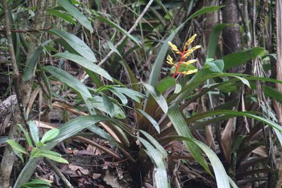 Guzmania testudinis, photographed by GERMAN LEONEL SARMIENTO CRUZ