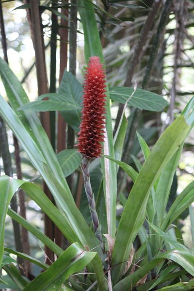 Ronnbergia veitchii, photographed by GERMAN LEONEL SARMIENTO CRUZ