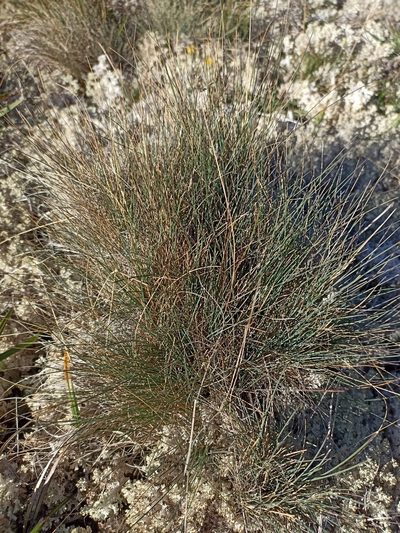 Poa colensoi, photographed by Oscar Dove