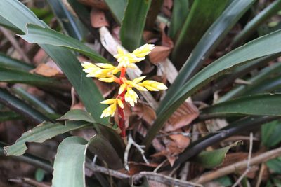 Guzmania testudinis, photographed by GERMAN LEONEL SARMIENTO CRUZ