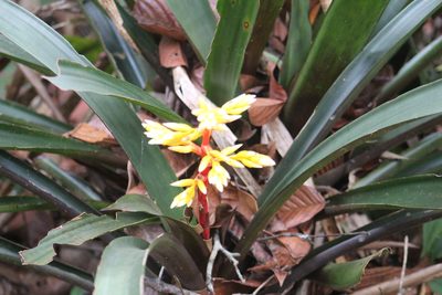 Guzmania testudinis, photographed by GERMAN LEONEL SARMIENTO CRUZ