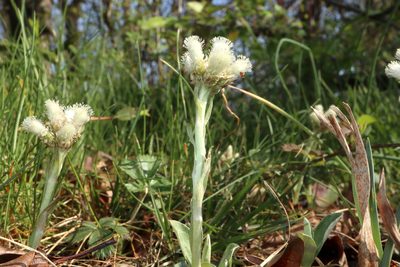Antennaria neglecta, photographed by Jeff Clark