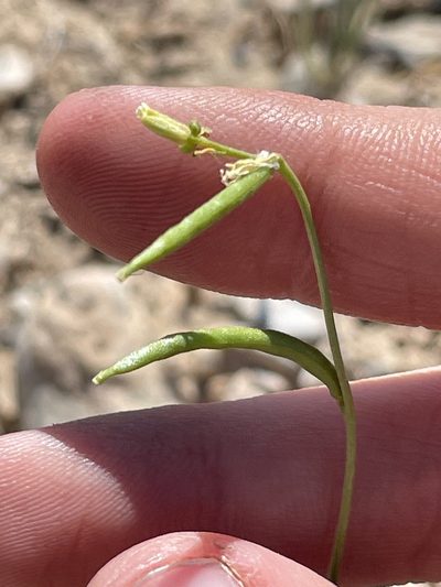 Streptanthus cooperi, photographed by Bobby McCabe