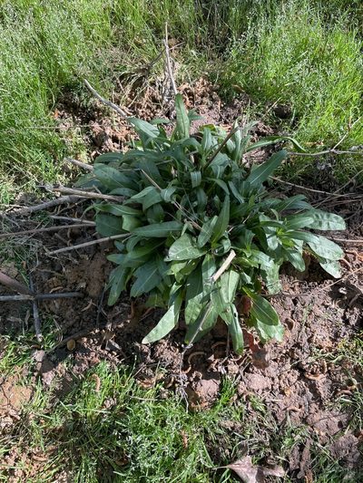 Helianthus simulans, photographed by Becky Dill