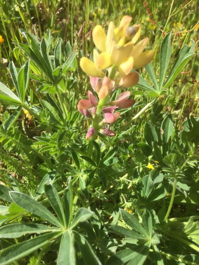 Lupinus gredensis, photographed by Andre Hosper