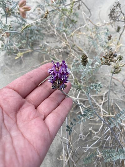 Astragalus magdalenae, photographed by Daniela Gámez