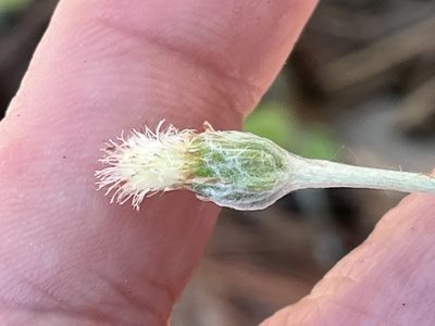 Antennaria solitaria, photographed by Brian Finzel