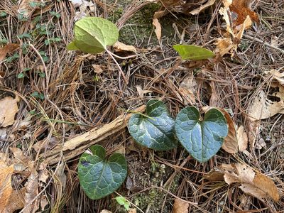 Asarum minus, photographed by Brian Finzel