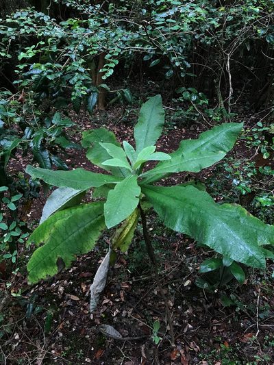Senecio cymosus, photographed by Cristian Riquelme