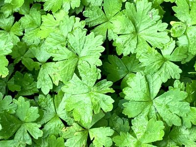 Hydrocotyle tripartita, photographed by Lukas Clews