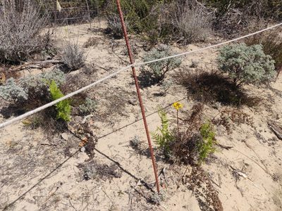 Erysimum teretifolium