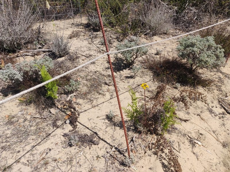Erysimum teretifolium, photographed by Alexander Wentworth