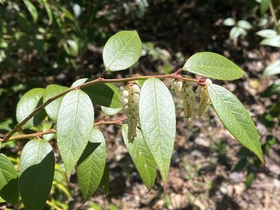 Leucothoe fontanesiana, photographed by Brian Finzel