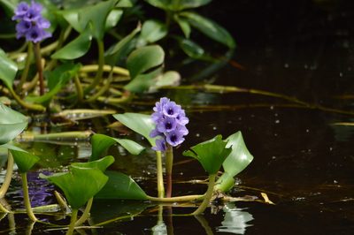 Pontederia azurea, photographed by Andrea Gantzer