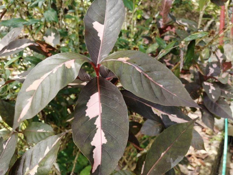 Graptophyllum pictum, photographed by GERMAN LEONEL SARMIENTO CRUZ