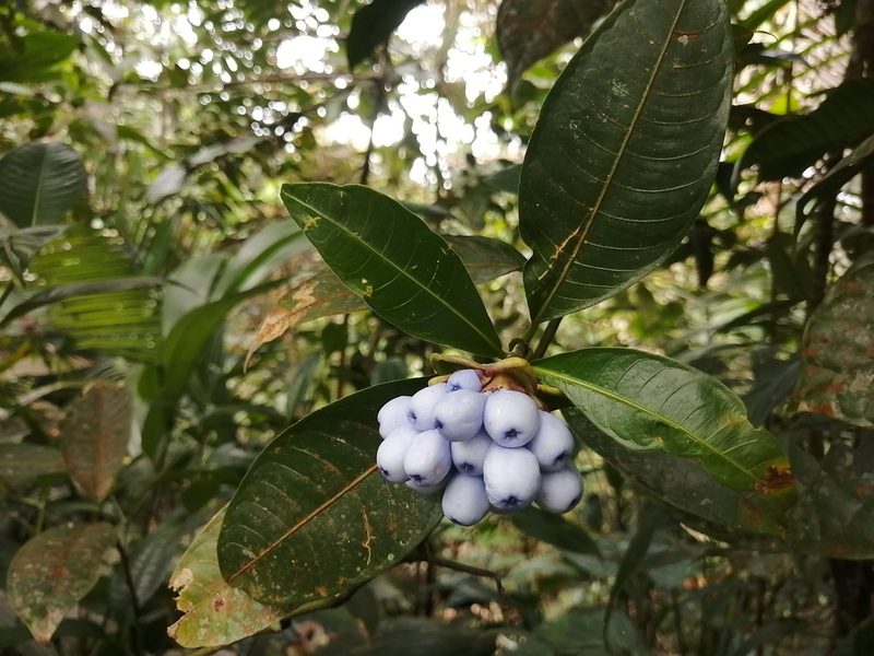 Palicourea glomerulata, photographed by GERMAN LEONEL SARMIENTO CRUZ