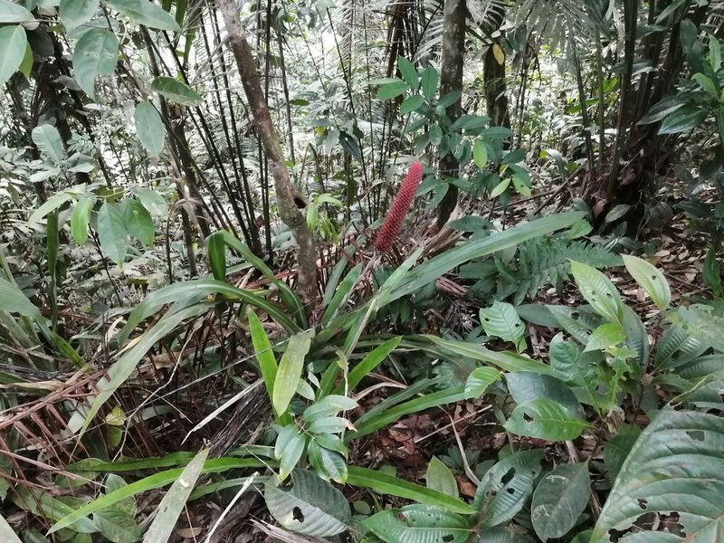 Ronnbergia veitchii, photographed by GERMAN LEONEL SARMIENTO CRUZ