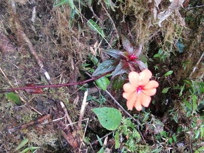 Impatiens hawkeri, photographed by GERMAN LEONEL SARMIENTO CRUZ