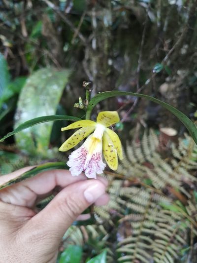Epidendrum wallisii, photographed by GERMAN LEONEL SARMIENTO CRUZ