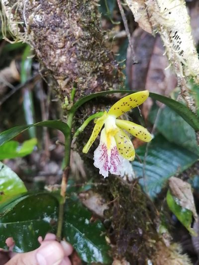 Epidendrum wallisii, photographed by GERMAN LEONEL SARMIENTO CRUZ